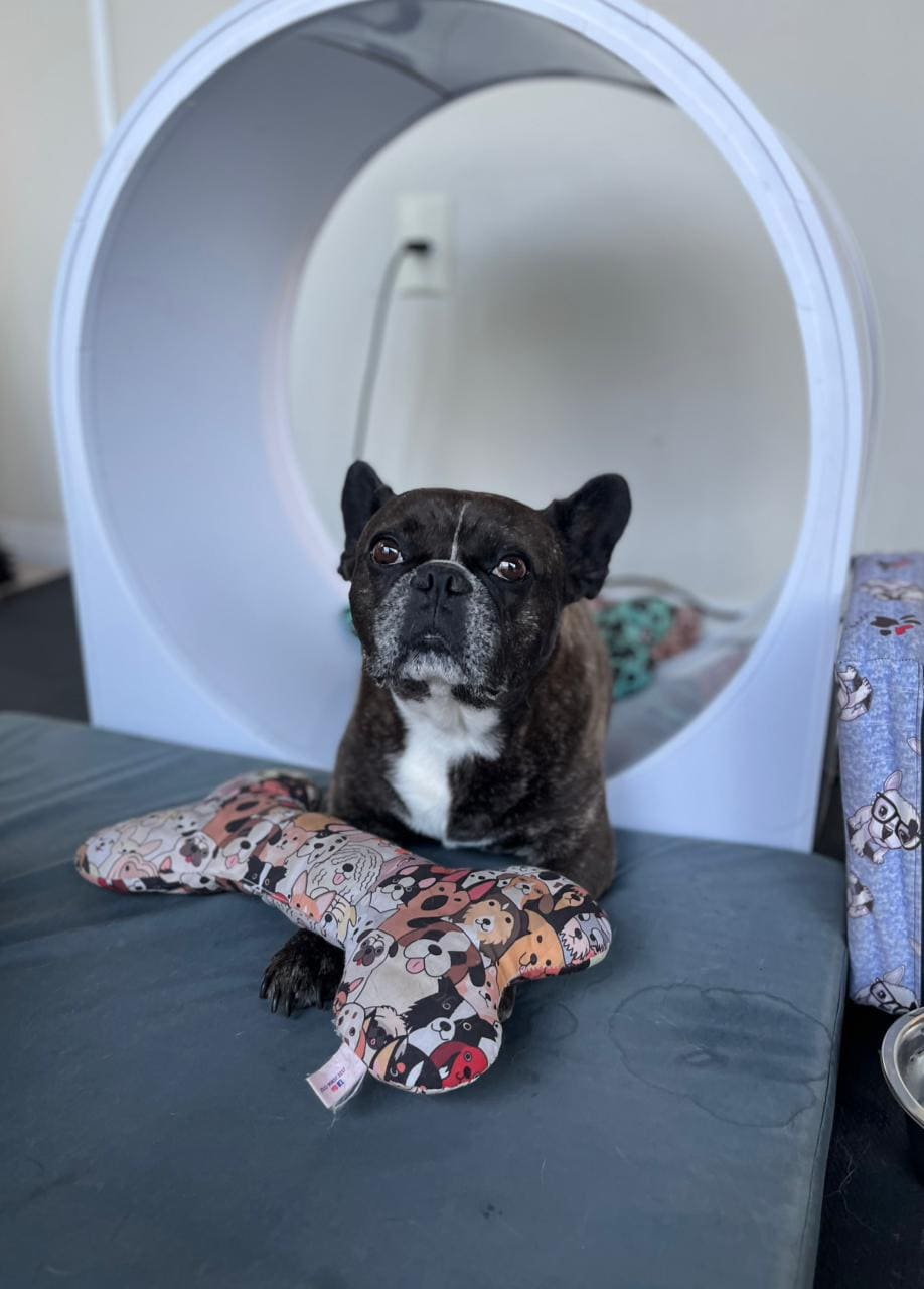 Buldogue francês em sessão de hidroterapia veterinária no Cilindro VH 360 60 cm — fisioterapia em uso clínico