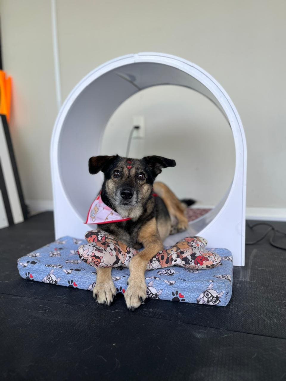Cilindro VH 360 60 cm em uso clínico — cão de médio porte confortável dentro do cilindro