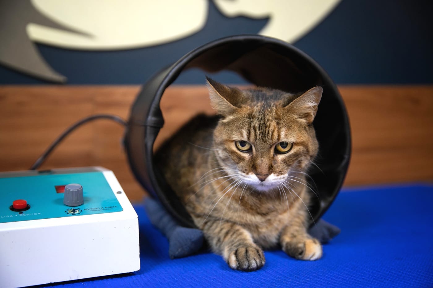 MAGNUM em uso clínico — paciente felino sobre cilindro magnético com bobinas aplicadas