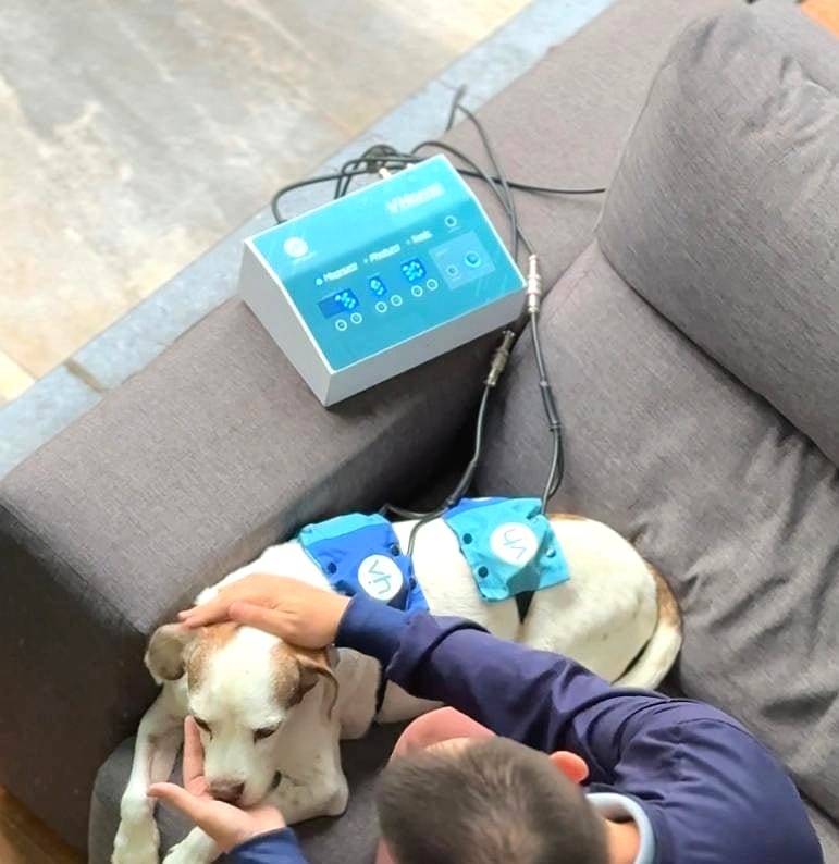 VHOME 3x1 em uso doméstico — tutor cuidando do cão com bobinas magnéticas VH aplicadas no dorso